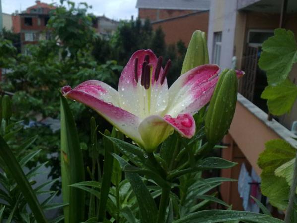 Name:  Zambak pembe.jpg
Views: 3339
Size:  37.8 KB