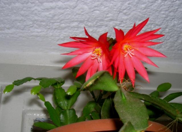 Name:  paskalya4.jpg
Views: 1135
Size:  36.4 KB
