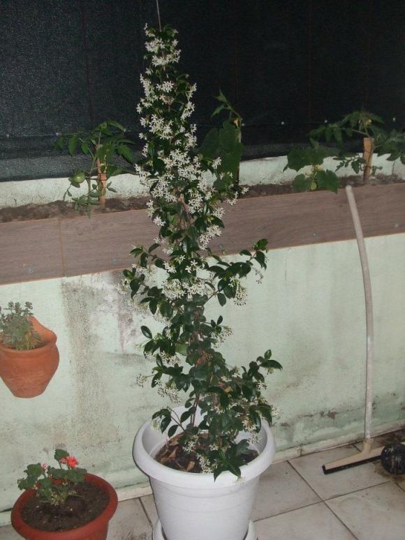Name:  Arap yasemin.jpg
Views: 4280
Size:  70.5 KB