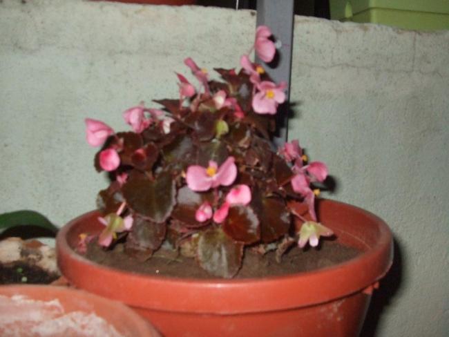 Name:  Kk Hanm (Begonya).jpg
Views: 4173
Size:  35.4 KB