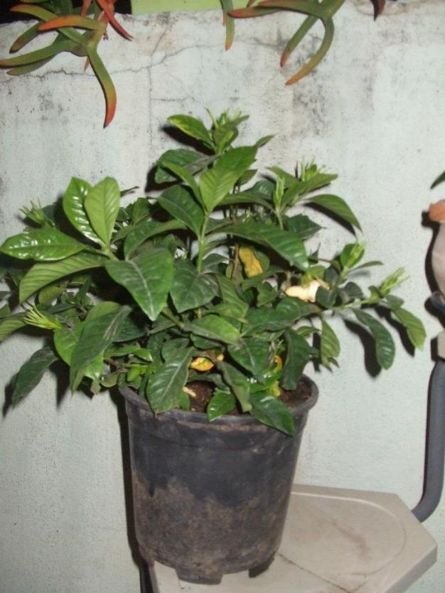 Name:  Gardenia.jpg
Views: 2918
Size:  71.1 KB