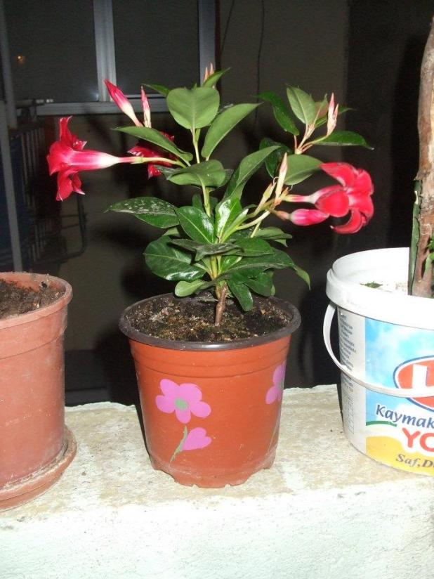 Name:  Mandevilla.jpg
Views: 3049
Size:  70.5 KB