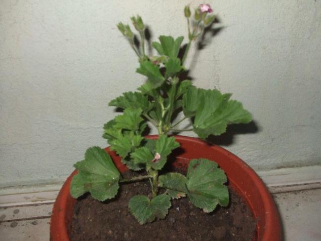 Name:  Ceylan sardunya 2.jpg
Views: 2148
Size:  36.3 KB
