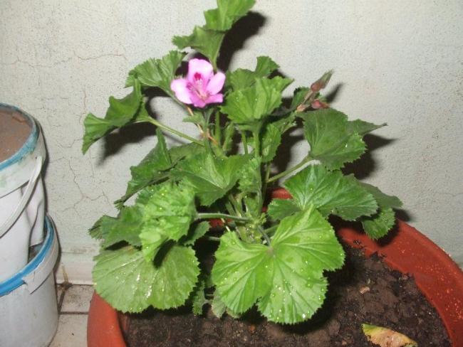 Name:  Ceylan sardunya.jpg
Views: 2237
Size:  51.2 KB