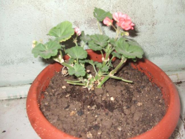 Name:  Pambe sakz sardunya.jpg
Views: 3335
Size:  47.4 KB