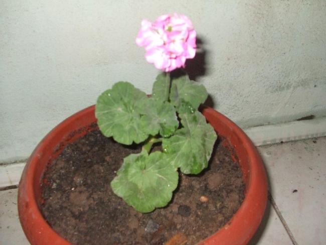 Name:  Pembe beyaz sakz sardunya.jpg
Views: 3499
Size:  36.9 KB