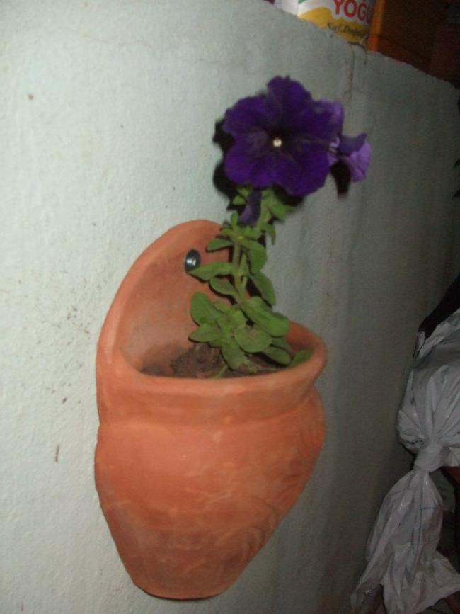 Name:  Kadife petunya.jpg
Views: 2142
Size:  47.3 KB