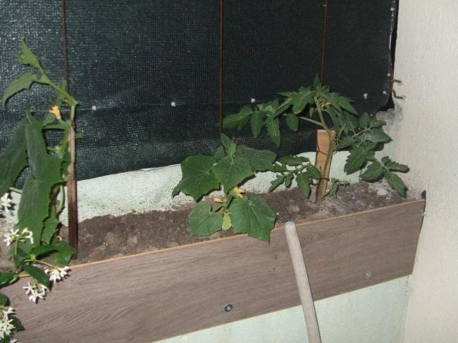 Name:  Salatalk ve domates.jpg
Views: 2276
Size:  49.2 KB