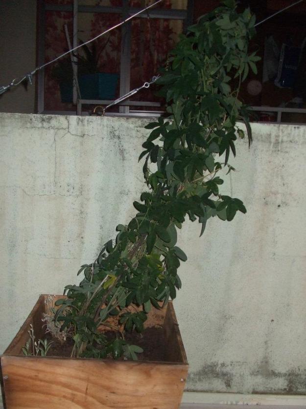 Name:  Passiflora.jpg
Views: 2343
Size:  70.5 KB