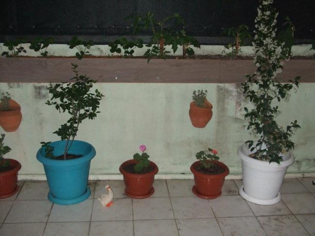 Name:  Yasemin sardunyalar.jpg
Views: 1828
Size:  41.7 KB