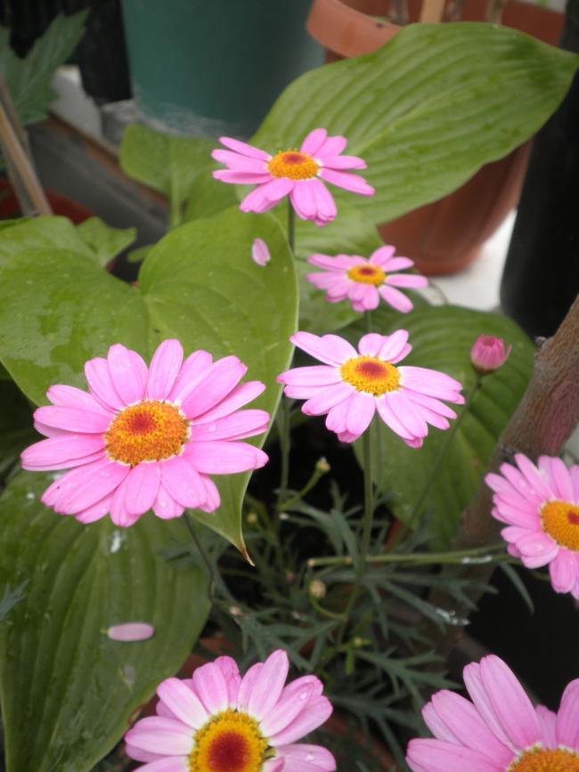 Name:  P5130394.jpg
Views: 1858
Size:  61.2 KB
