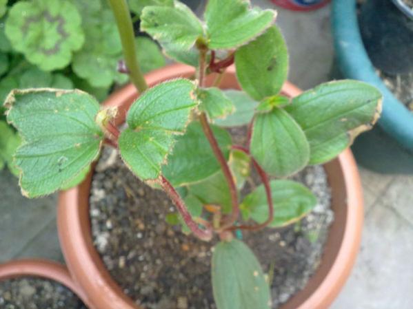 Name:  Tibouchina.jpg
Views: 1916
Size:  34.6 KB