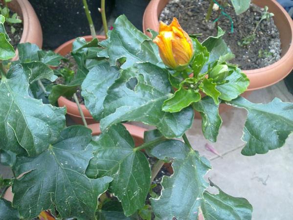 Name:  Hibiscus.jpg
Views: 1882
Size:  52.3 KB