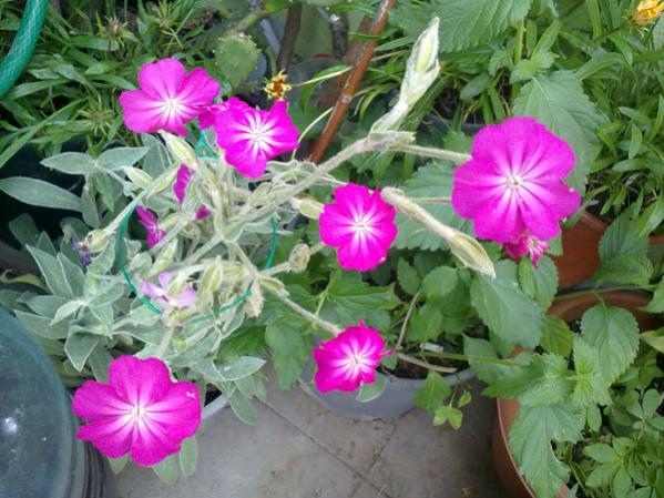 Name:  Kr ieim.jpg
Views: 3515
Size:  55.7 KB