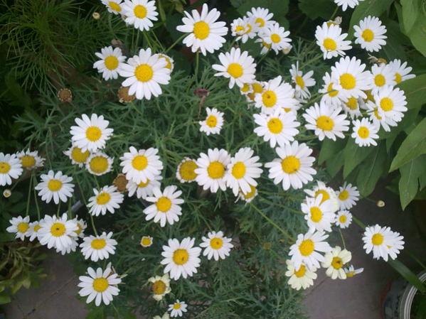Name:  Papatya.jpg
Views: 5623
Size:  58.4 KB