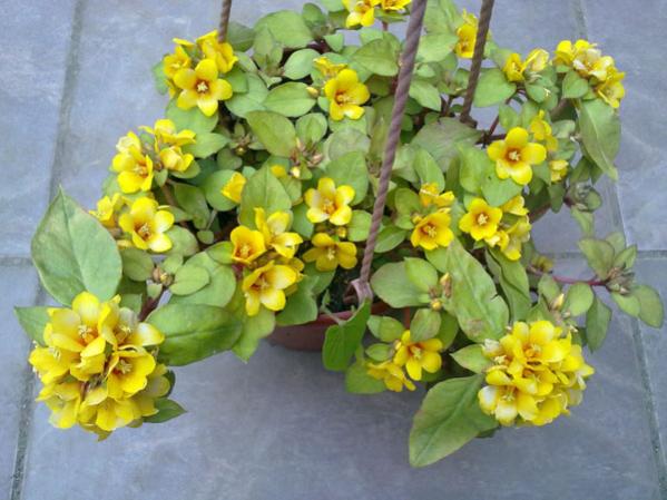 Name:  Sar Kz.jpg
Views: 4161
Size:  46.4 KB
