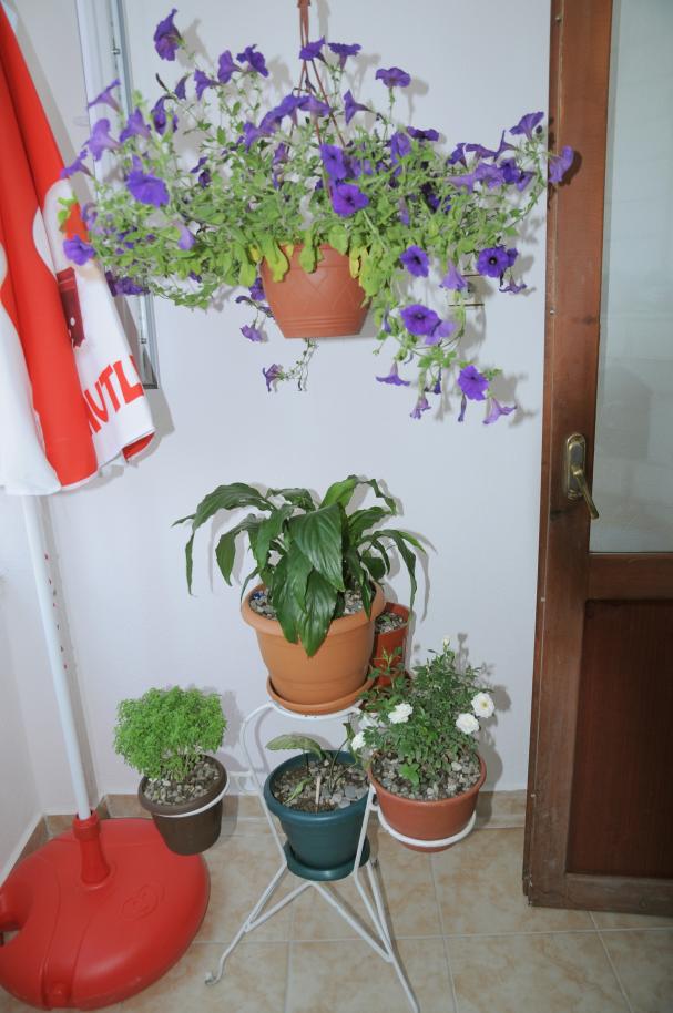 Name:  DSC_7263.jpg
Views: 2634
Size:  72.5 KB