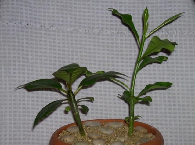 Name:  DSCN2144.jpg
Views: 1091
Size:  42.7 KB