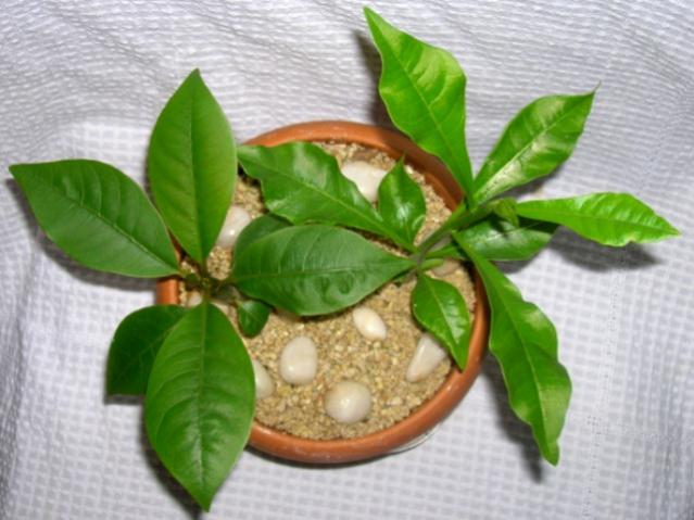 Name:  DSCN2145.jpg
Views: 1189
Size:  44.7 KB