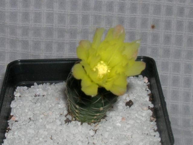 Name:  DSCN2133.jpg
Views: 1055
Size:  36.4 KB