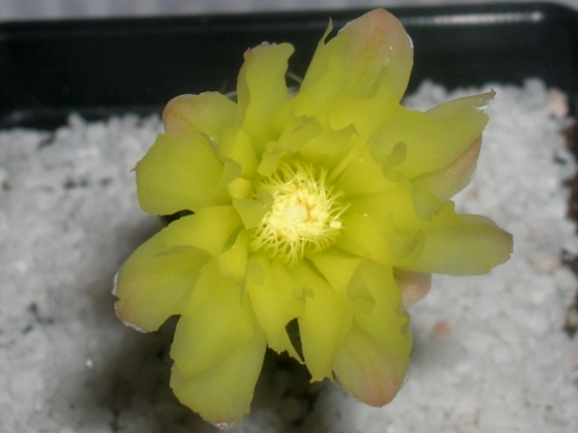 Name:  DSCN2134.jpg
Views: 1051
Size:  69.3 KB