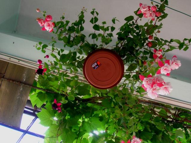 Name:  2DSCN2157.jpg
Views: 1167
Size:  56.0 KB
