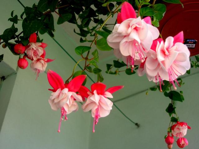 Name:  4DSCN2152.jpg
Views: 1046
Size:  37.8 KB