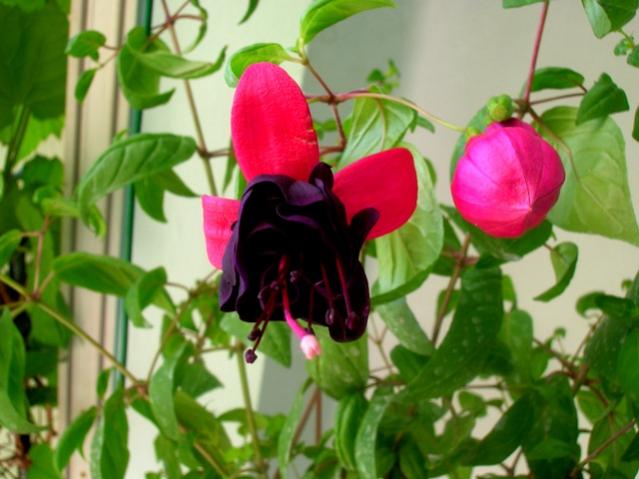 Name:  5DSCN2153.jpg
Views: 1045
Size:  43.1 KB