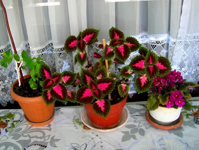 Name:  15DSCN2164.jpg
Views: 1044
Size:  59.8 KB