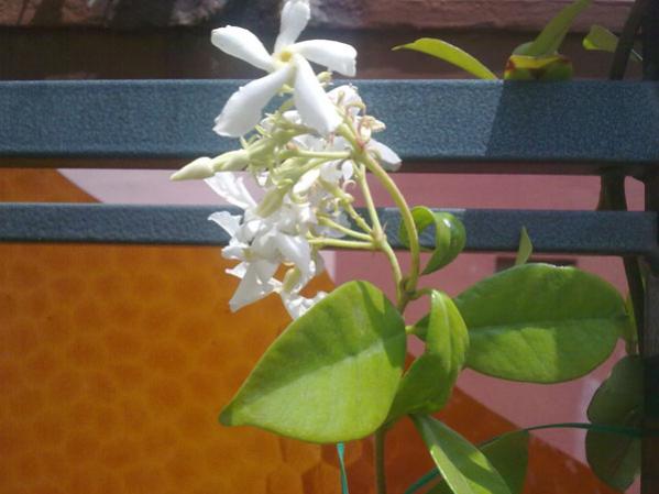 Name:  Arap Yasemini.jpg
Views: 3416
Size:  32.2 KB