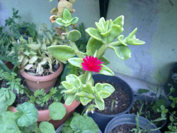 Name:  Buz iei.jpg
Views: 3689
Size:  40.6 KB