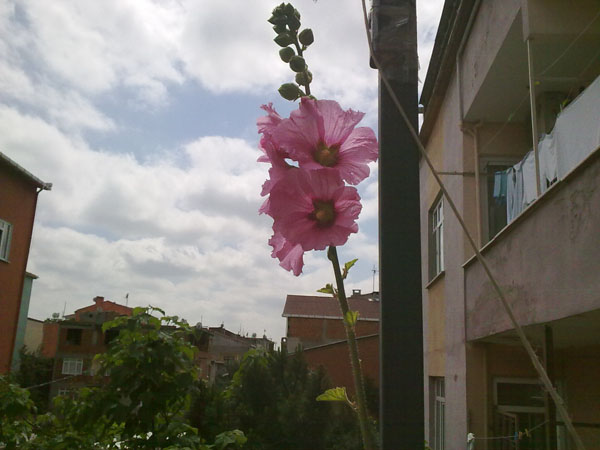 Name:  Glhatmi.jpg
Views: 2994
Size:  66.9 KB