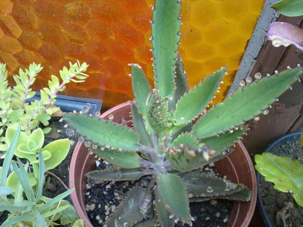 Name:  Kalanchoe Daigremontiana.jpg
Views: 3398
Size:  50.3 KB