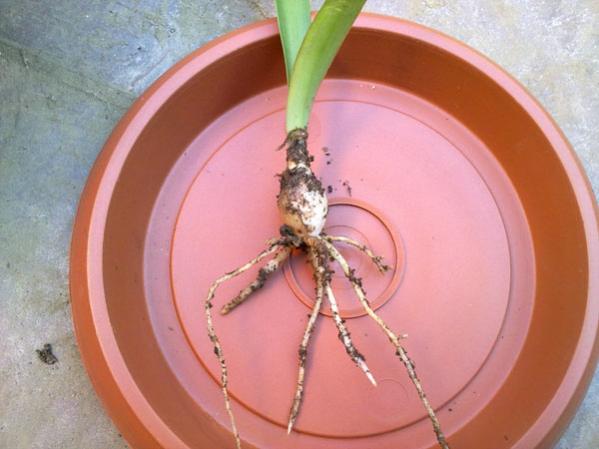 Name:  Amarilis Fidesi.jpg
Views: 2939
Size:  34.6 KB