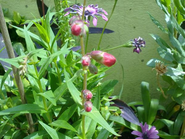 Name:  Pestomon.jpg
Views: 3006
Size:  53.9 KB