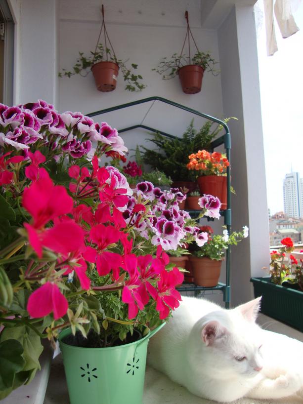 Name:  DSC02751.jpg
Views: 3461
Size:  71.9 KB