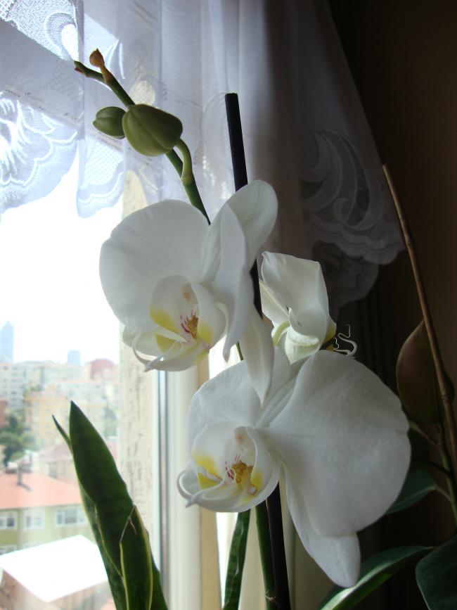 Name:  DSC02759.jpg
Views: 3319
Size:  49.2 KB