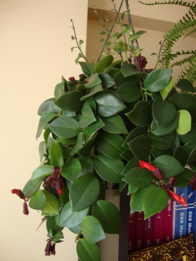 Name:  DSC02760.jpg
Views: 3354
Size:  57.5 KB