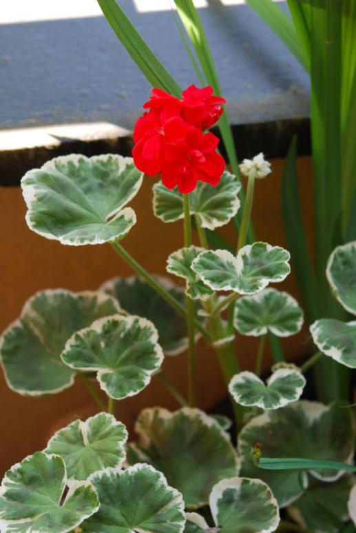 Name:  DSC_2127.jpg
Views: 1312
Size:  47.4 KB