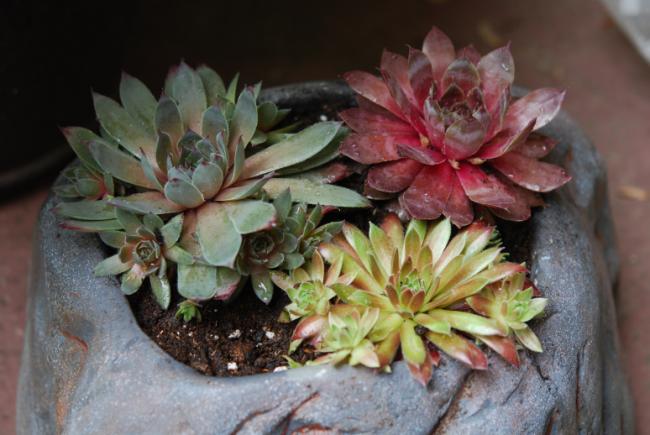 Name:  DSC_2145.jpg
Views: 1316
Size:  43.1 KB
