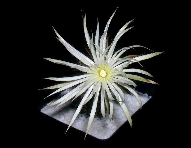 Name:  DSCN2204.jpg
Views: 1086
Size:  63.2 KB