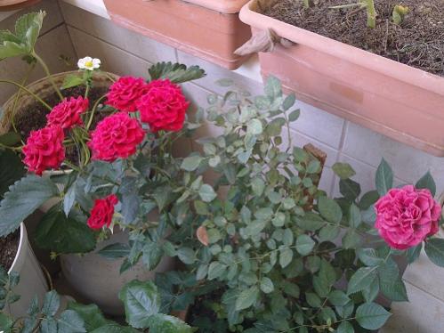 Name:  30052012504.jpg
Views: 1524
Size:  36.8 KB