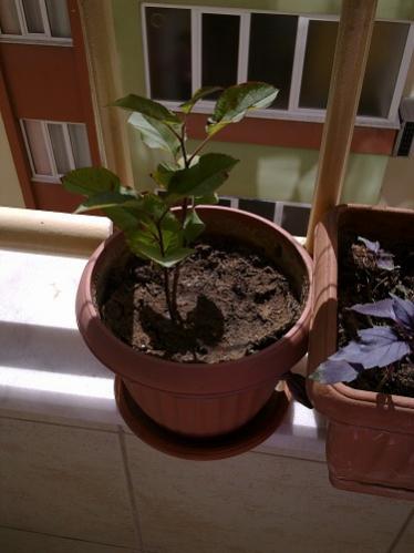 Name:  30052012508.jpg
Views: 1712
Size:  25.3 KB