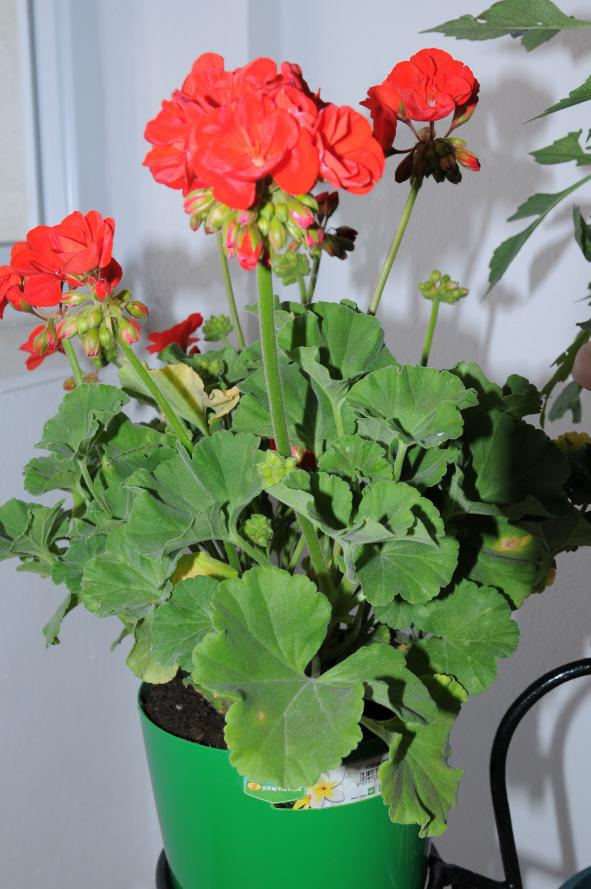 Name:  DSC_7961.jpg
Views: 869
Size:  72.4 KB