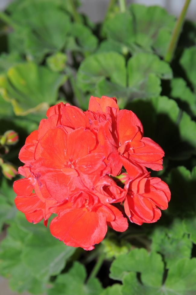 Name:  DSC_7967.jpg
Views: 842
Size:  67.0 KB
