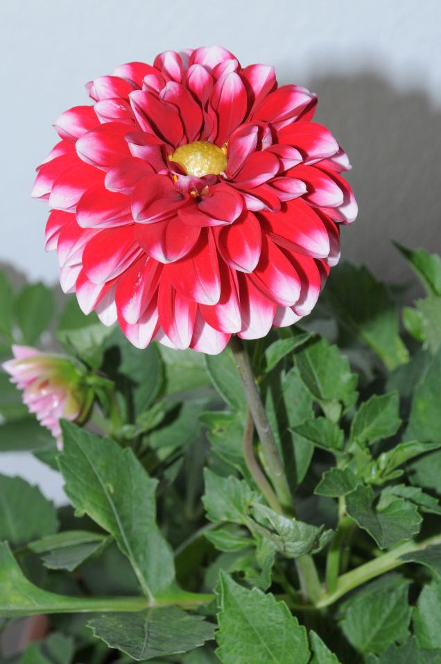 Name:  DSC_7969+.jpg
Views: 859
Size:  70.4 KB