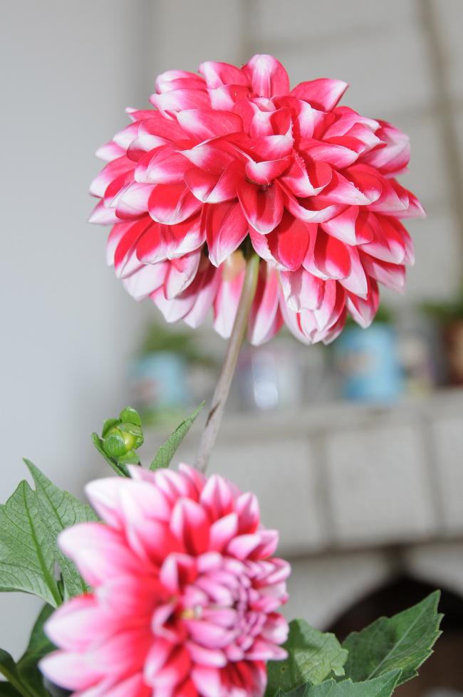 Name:  DSC_8062.jpg
Views: 834
Size:  61.2 KB