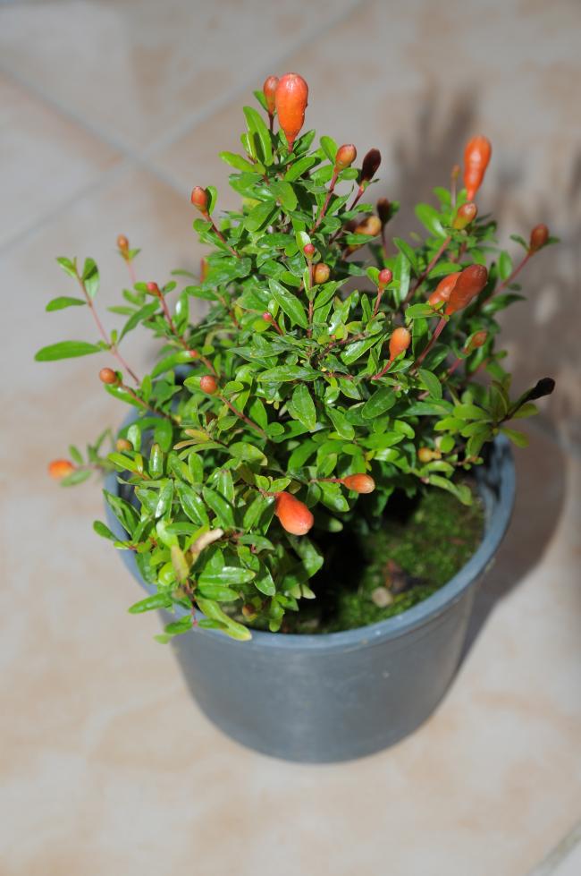 Name:  DSC_7995.jpg
Views: 1187
Size:  65.6 KB