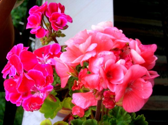 Name:  DSCN2217.jpg
Views: 888
Size:  44.0 KB