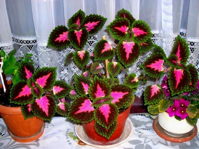 Name:  DSCN2220.jpg
Views: 898
Size:  70.1 KB